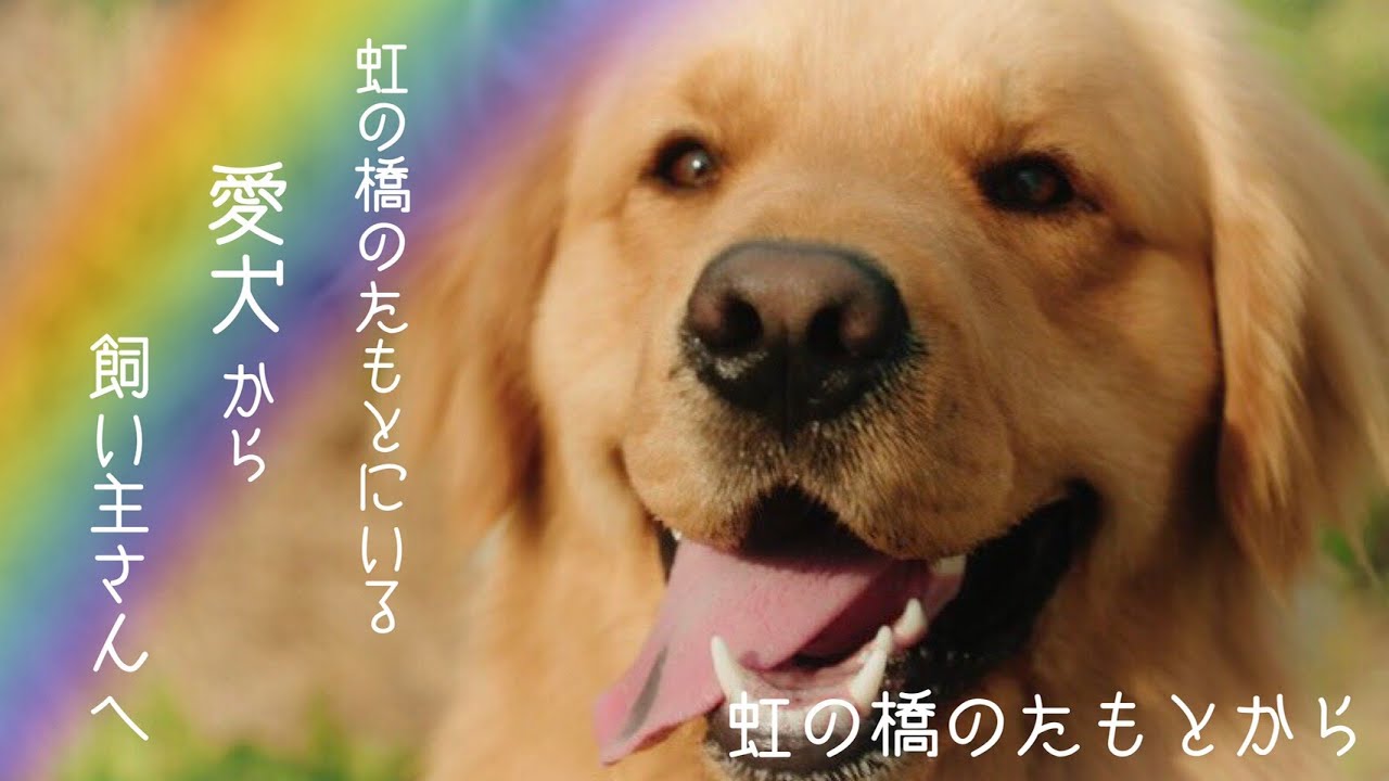 【MV】TANEBI − 虹の橋のたもとから −