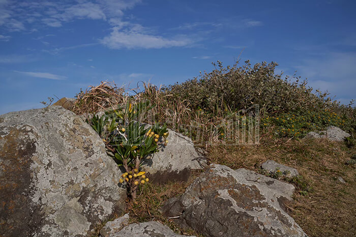 LINE_ALBUM_グラスランド_240528_9